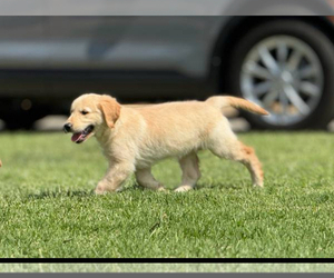 Golden Retriever Puppy for Sale in MIRA LOMA, California USA