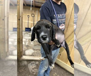 Black and Tan Coonhound-Labrador Retriever Mix Dogs for adoption in Benton, PA, USA