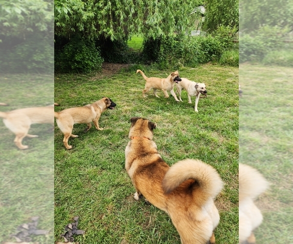 Medium Photo #15 Akita-German Shepherd Dog Mix Puppy For Sale in GRANTS PASS, OR, USA