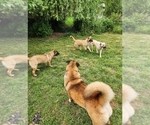 Small #14 Akita-German Shepherd Dog Mix