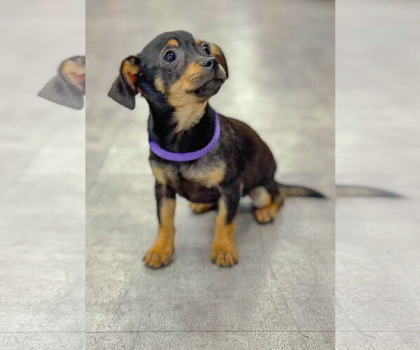 Medium Photo #5 Chihuahua-Unknown Mix Puppy For Sale in PIPE CREEK, TX, USA