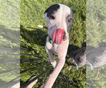Small American Pit Bull Terrier Mix