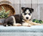 Small #1 Siberian Husky
