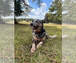 Small Photo #4 Mutt Puppy For Sale in Garden City, NY, USA