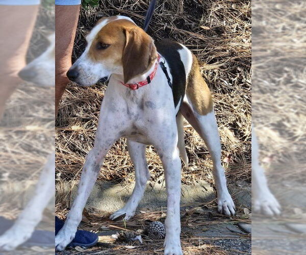 Medium Photo #8 Mutt Puppy For Sale in North Myrtle Beach, SC, USA