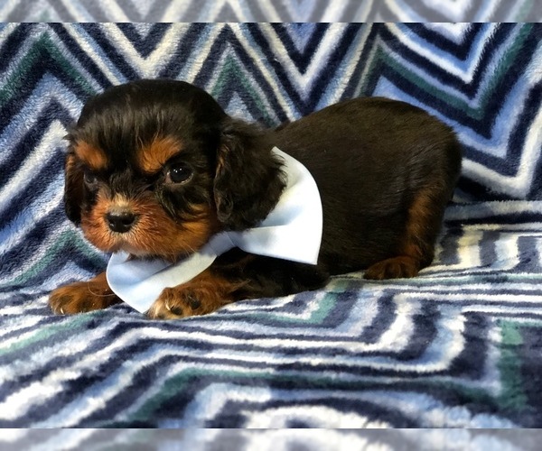 Medium Photo #2 Cavalier King Charles Spaniel Puppy For Sale in LANCASTER, PA, USA