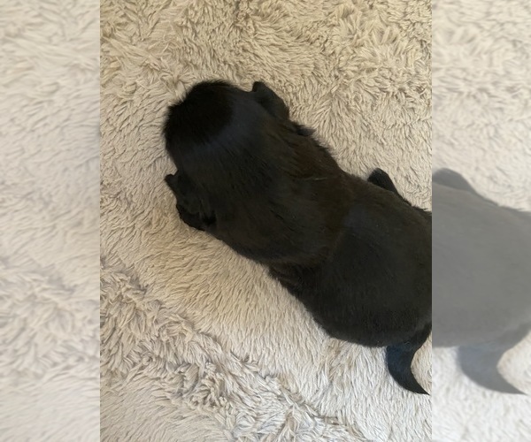 Medium Photo #2 Shih Tzu Puppy For Sale in KETTLE FALLS, WA, USA