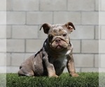 Small #2 English Bulldog