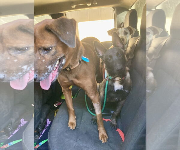 Medium Photo #6 Mutt Puppy For Sale in San Diego, CA, USA