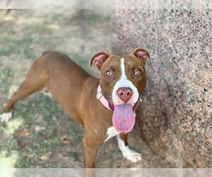 American Pit Bull Terrier-Unknown Mix Dogs for adoption in Waco, TX, USA