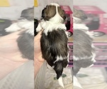 Small Photo #2 ShihPoo Puppy For Sale in WOODLEAF, NC, USA