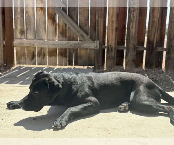 Medium Photo #3 Labrador Retriever-Unknown Mix Puppy For Sale in Dana Point, CA, USA