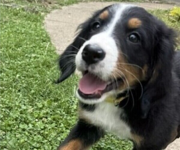 Medium Photo #2 Bernese Mountain Dog Puppy For Sale in SPRINGFIELD, OH, USA