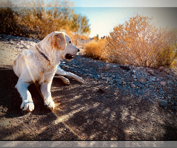 Medium Photo #1 Golden Retriever Puppy For Sale in LAS VEGAS, NV, USA