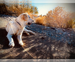Small Photo #1 Golden Retriever Puppy For Sale in LAS VEGAS, NV, USA
