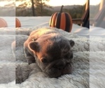 Small Photo #23 French Bulldog Puppy For Sale in PLACERVILLE, CA, USA