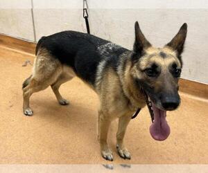 Medium German Shepherd Dog