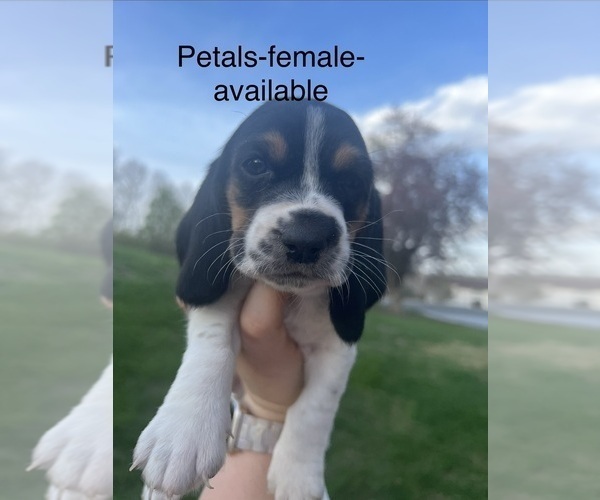 Medium Photo #4 Basset Hound Puppy For Sale in MARTINSVILLE, VA, USA