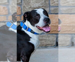 Labrador Retriever-Unknown Mix Dogs for adoption in The Woodlands, TX, USA