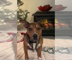 Small #22 American Pit Bull Terrier Mix