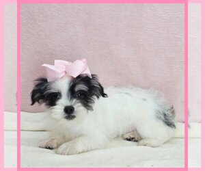 YorkiePoo Puppy for sale in TAYLOR, TX, USA