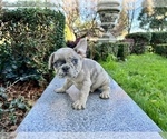 Small Photo #245 French Bulldog Puppy For Sale in HAYWARD, CA, USA