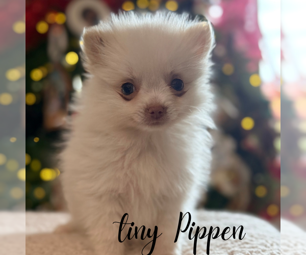 Medium Photo #3 Pomeranian Puppy For Sale in ADDISON, IL, USA