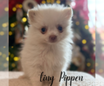 Small #2 Pomeranian
