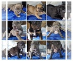 Small #2 American Pit Bull Terrier