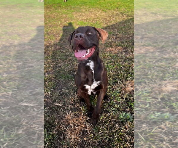 Medium Photo #2 Labrador Retriever-Unknown Mix Puppy For Sale in South Bend, IN, USA