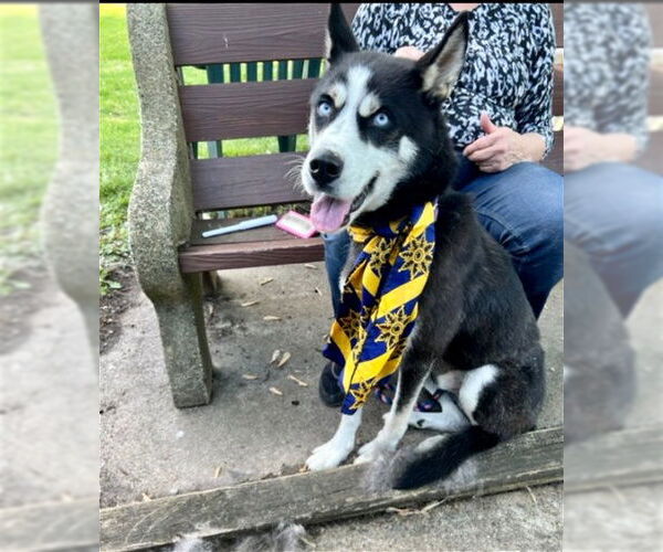 Medium Photo #2 Siberian Husky-Unknown Mix Puppy For Sale in Mt. Laurel, NJ, USA