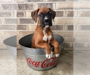 Boxer Puppy for sale in MIDDLEBURY, IN, USA