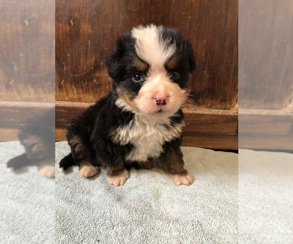 Medium Photo #6 Bernese Mountain Dog Puppy For Sale in AUGUSTA, WV, USA