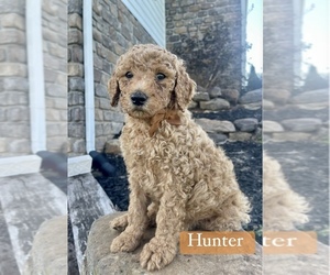 Poodle (Standard) Puppy for sale in ALPENA, AR, USA