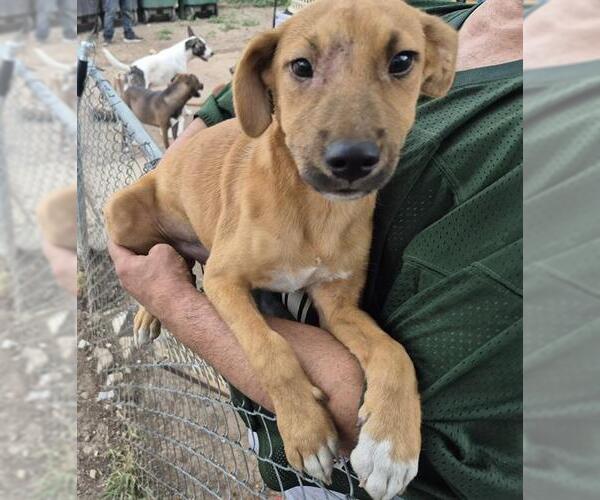 Medium Photo #1 Labrador Retriever-Unknown Mix Puppy For Sale in San Antonio, TX, USA