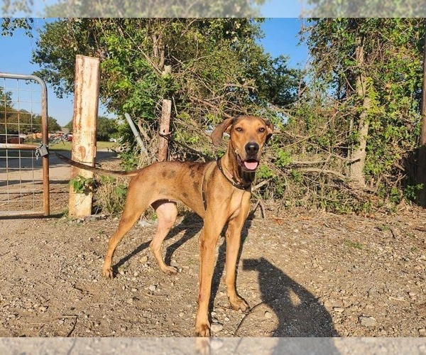 Medium Photo #2 Great Dane-Rhodesian Ridgeback Mix Puppy For Sale in Bullard, TX, USA