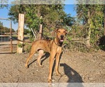 Small #1 Great Dane-Rhodesian Ridgeback Mix