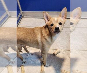 American Eskimo Dog-Chihuahua Mix Dogs for adoption in Walnutport, PA, USA