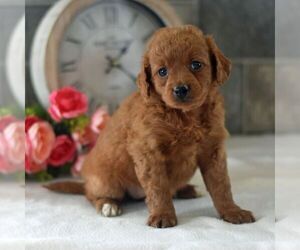 Goldendoodle (Miniature) Puppy for sale in HOWARD, PA, USA