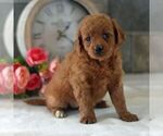 Small Photo #1 Goldendoodle (Miniature) Puppy For Sale in HOWARD, PA, USA