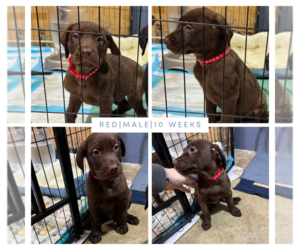Labrador Retriever Puppy for sale in COVINGTON, WA, USA