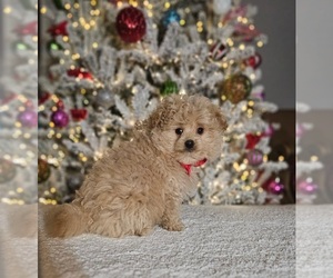 Pomeranian Puppy for sale in INDIANAPOLIS, IN, USA