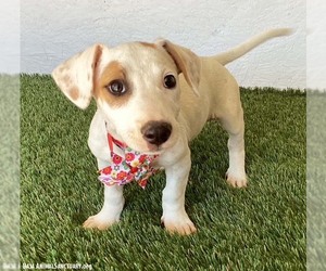 Kelsey - Female Jack Russell Terrier-Unknown Mix Dog for Adoption - Photo #3