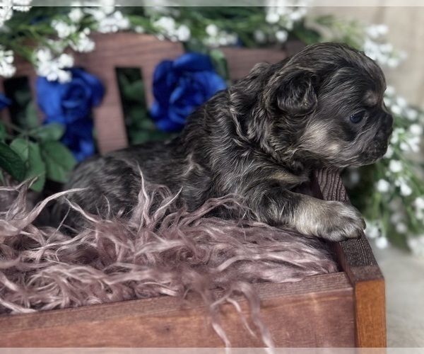 Medium Photo #4 French Bulldog Puppy For Sale in SPRINGFIELD, MO, USA