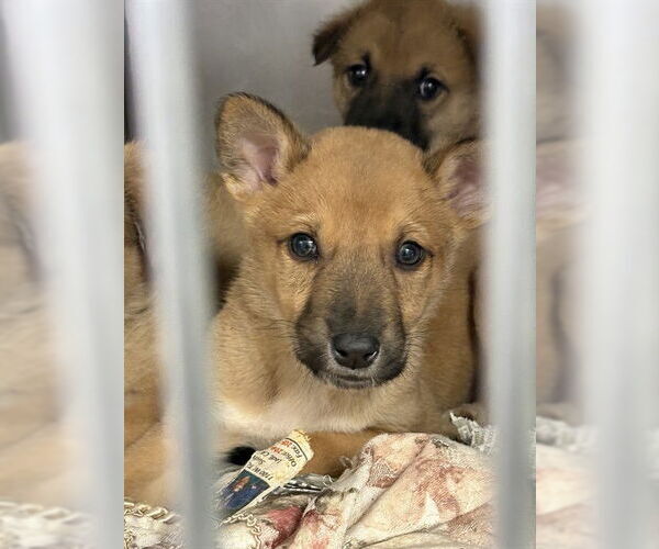 Medium Photo #1 Mastiff Puppy For Sale in Stockton, CA, USA