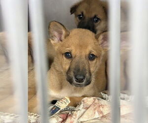 Mastiff Dogs for adoption in Stockton, CA, USA