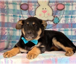 German Shepherd Dog-Shetland Sheepdog Mix Puppy for sale in LANCASTER, PA, USA