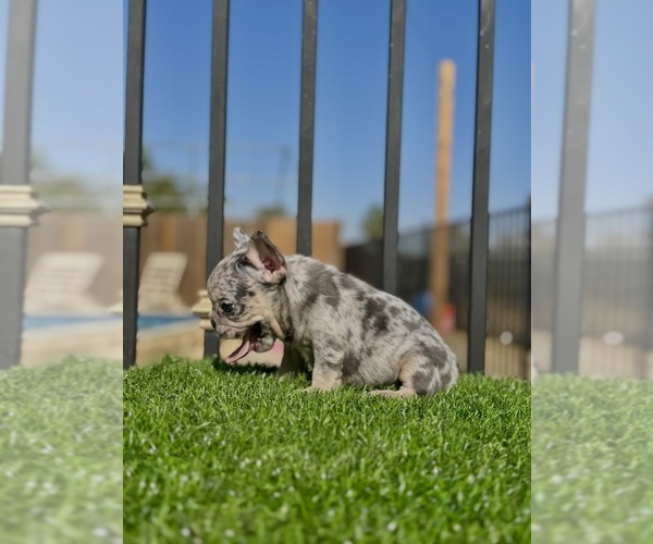 Medium Photo #8 French Bulldog Puppy For Sale in BEVERLY HILLS, CA, USA