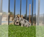 Small #7 French Bulldog