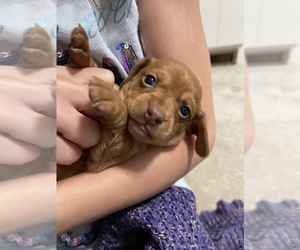 Dachshund Puppy for sale in MECHANICSVILLE, VA, USA